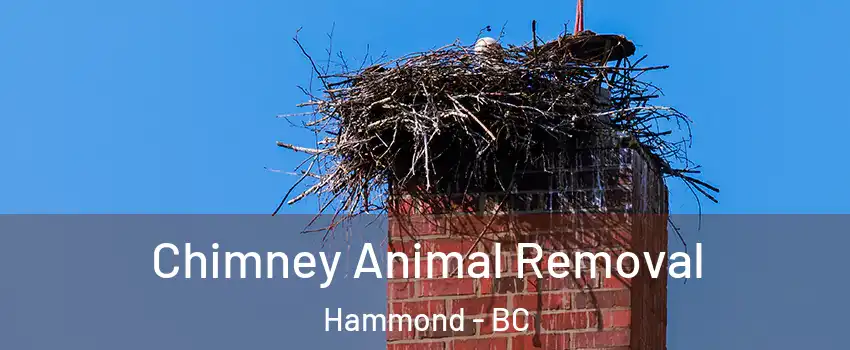 Chimney Animal Removal Hammond - BC