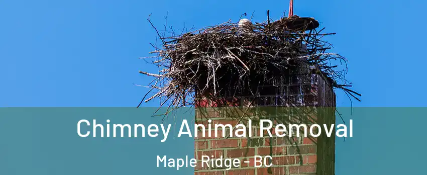 Chimney Animal Removal Maple Ridge - BC