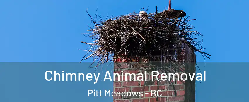 Chimney Animal Removal Pitt Meadows - BC