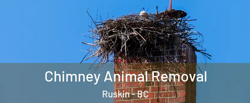 Chimney Animal Removal Ruskin - BC