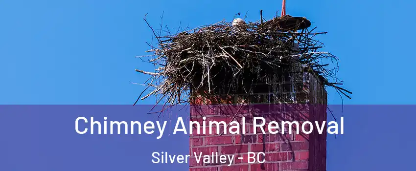 Chimney Animal Removal Silver Valley - BC