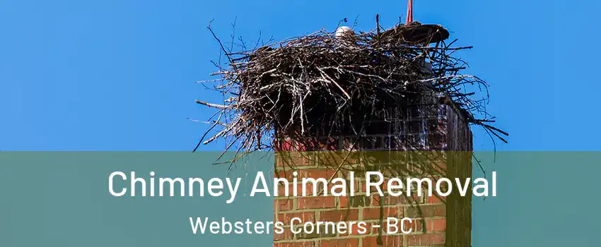 Chimney Animal Removal Websters Corners - BC