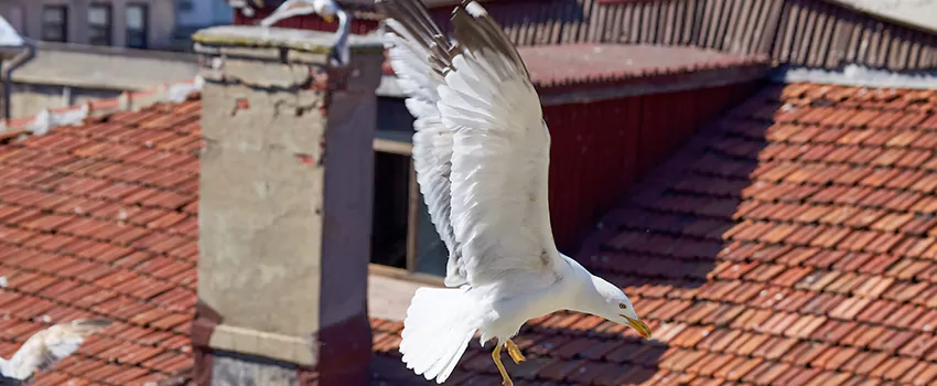 Residential Chimney Animal Removal Solution in Maple Ridge, BC