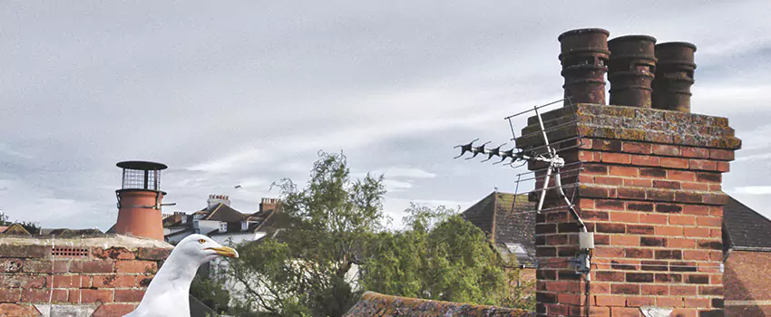 Chimney Cleaning And Restoration in Maple Ridge, British Columbia